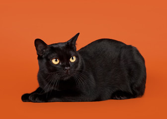 black traditional bombay cat on nuts background