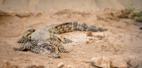 Dangerous crocodile