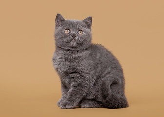 small blue british kitten on light brown background