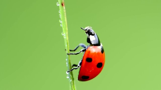Coccinella