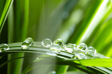 Panele Szklane Podświetlane  krople wody na zielonej trawie