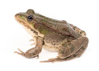 Printed kitchen splashbacks Frog Green frog isolated