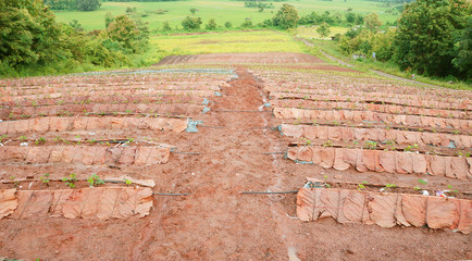 Vegetable garden