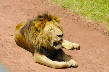 Wild lion
