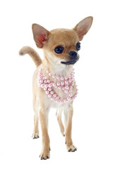 puppy chihuahua