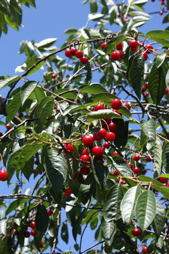Cerises