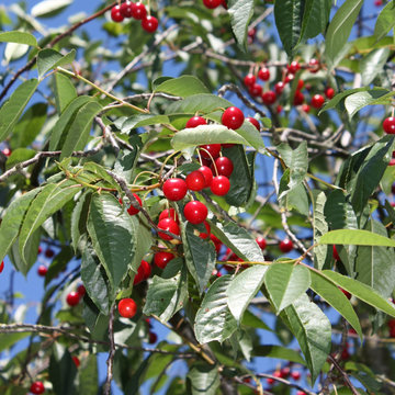 Cerises