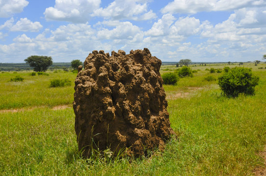 termity, kopiec