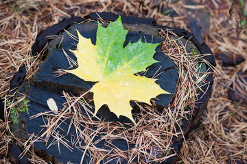 Autumn leaf maple