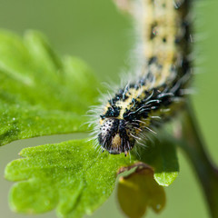 Hairy Visitor