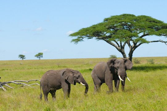 Fototapeta słonie