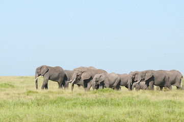 słonie © npls