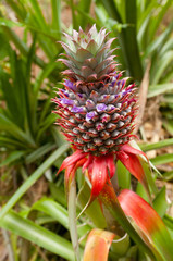 ananas © npls
