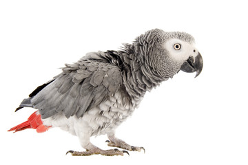 scaring African Grey Parrot