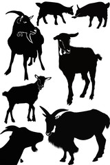 Goat kids animals isolated white background vector