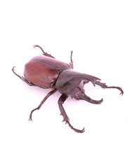 Rhino beetle