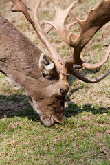 Male Deer feeds grass
