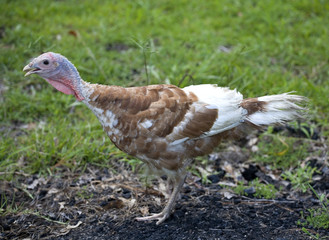 Sqwauking turkey