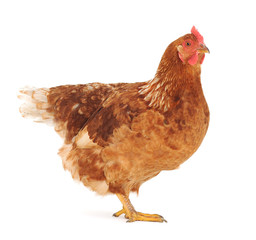 brown hen
