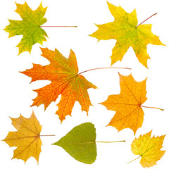 Naklejka na ściany i meble autumn leaves isolate