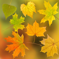 autumn leaves background