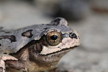 Tree frog changes color(camouflage)