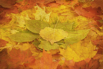 Naklejka na ściany i meble retro composition from autumn leaves