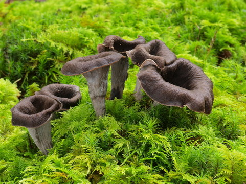 Totentrompete, Herbsttrompete