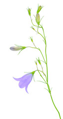 blue bluebell flower