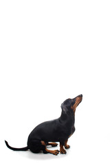 Perro atento mirando en fondo blanco