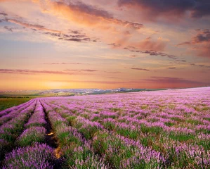 Fotobehang Meadow of lavender © GIS