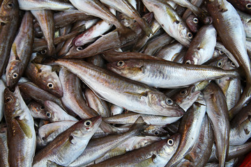 Fische am Markt