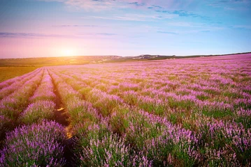 Foto op Plexiglas Weide van lavendel © GIS