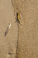 Mangy bird feathers in seashore sand background.
