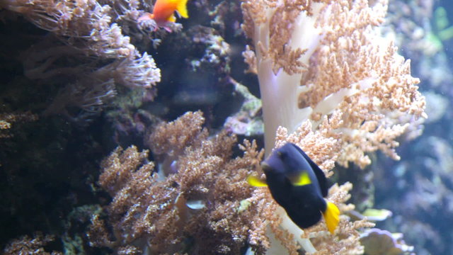 Underwater world
