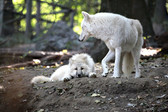 Wolfsmutter mit Jungtier