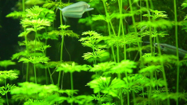 Underwater world