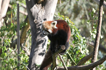 Kletternder kleiner Panda