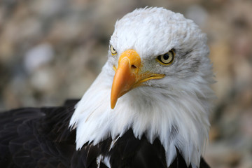 Weißkopfseeadler