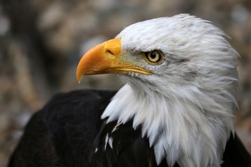 Weißkopfseeadler