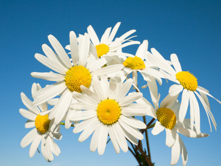 daisy background