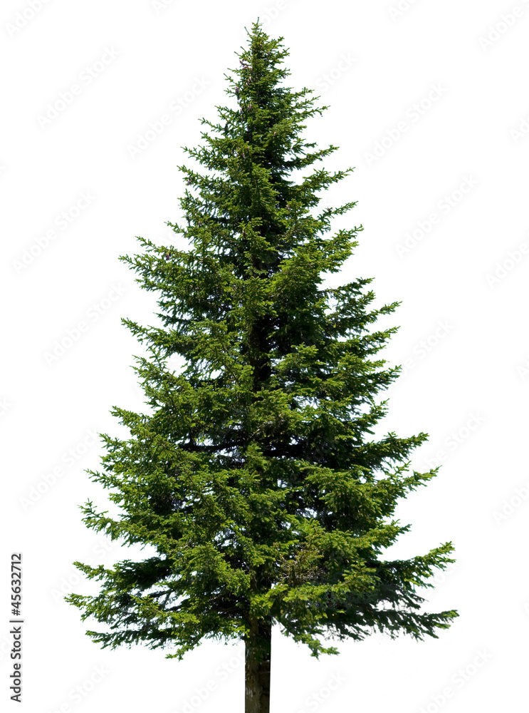 Poster tannenbaum