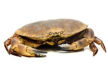 crabe