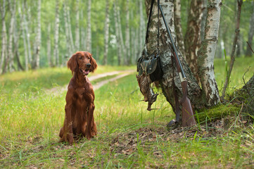 Hunting dog near to shotgun and trophy, outdoors