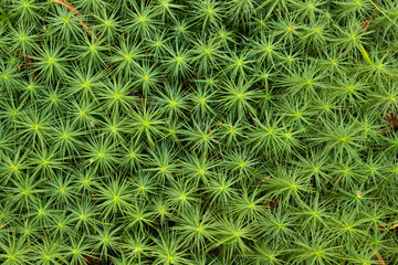 Moss nature background, polytrichum (star moss)