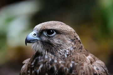 Wüstenbussard