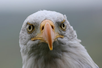 Weißkopfseeadler