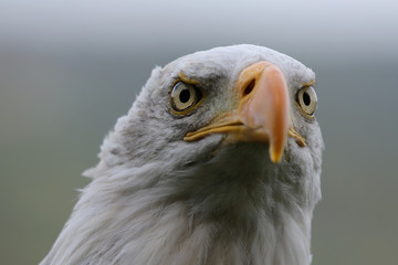 Weißkopfseeadler