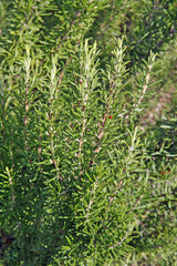sprig of fragrant Mediterranean Rosemary to flavor the meat roas