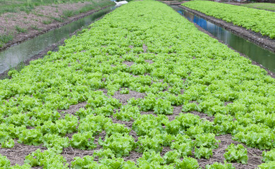 Field of green fresh lettuce growing at a farm